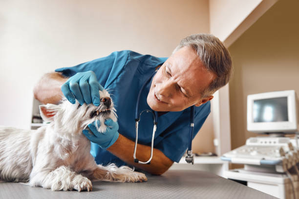 Best Pediatric Emergency Dentist in Jonesborough, TN
